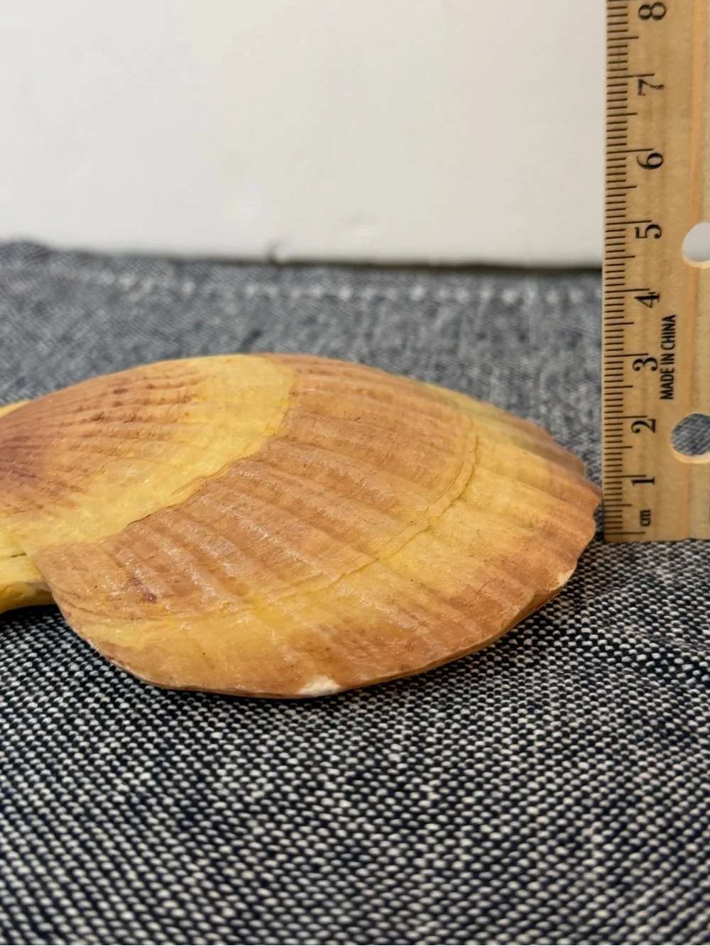 Coastal Scallop Shell Wall Hook Nautical Beach Cottage Decor